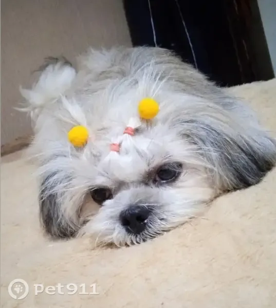 Cachorro perdido, bairro Avelino Piacentine, Campo Mourão — fêmea, cerca de 10 anos - photo