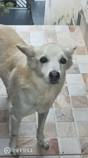 Cachorro perdido, Rua José Codina, São Paulo — idoso e dócil - photo