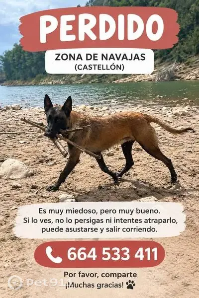 Perro perdido, Navajas, Comunidad Valenciana, Valencia — macho muy asustadizo - photo