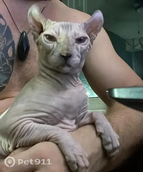 Gato perdido, Chac, Cancún, Cancun — Esfinge Elfo de ojos azules - photo