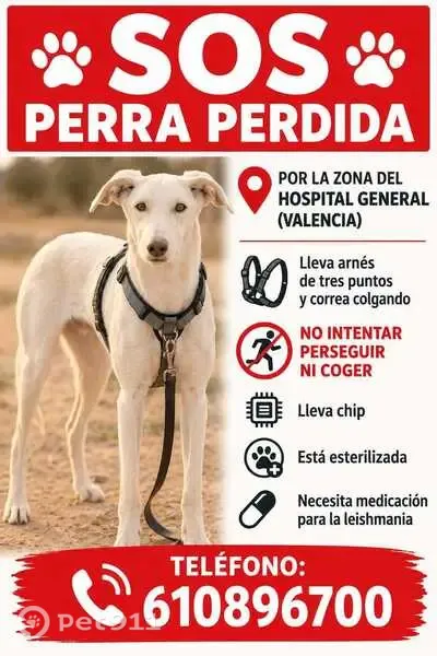 Perro perdido, Carrer de la Creu Roja, 1, València, Xirivella — hembra mestiza de galgo - photo