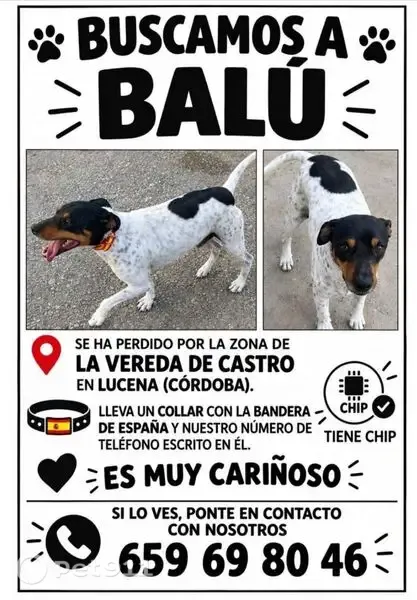 Perro perdido, macho, Diseminado Diseminados, 1302, Lucena — tres manchas negras redondas - photo