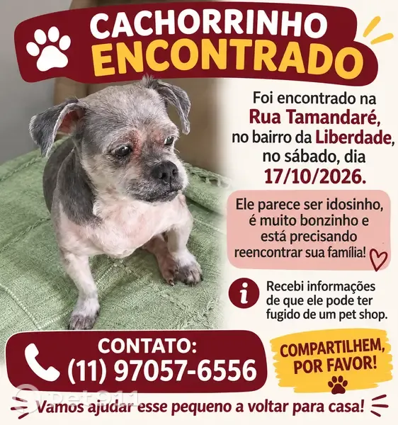 Encontrado cachorro macho, Rua Tamandaré, São Paulo — idosinho e muito bonzinho - photo