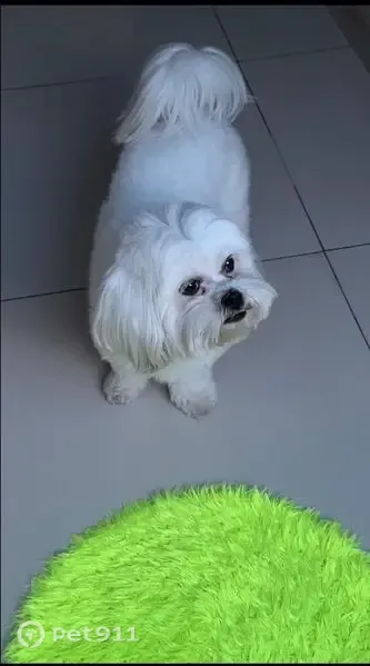 Cachorro perdido, Rua Afonso Pena, 34 — fêmea com dentes um pouco tortos - photo