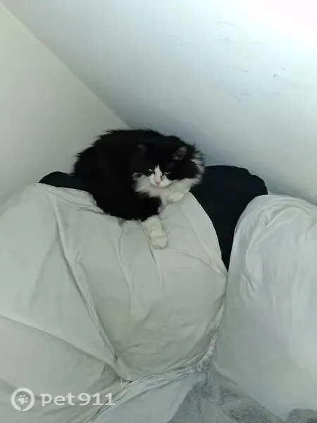 Lost cat, female, Pilgrim Avenue, 29, Coventry, Cambridge — shy and long-haired - photo
