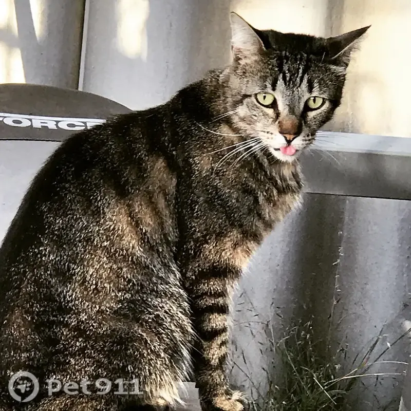 Lost male cat, Raeburn Road, Western Australia, Armadale — microchipped tabby - photo