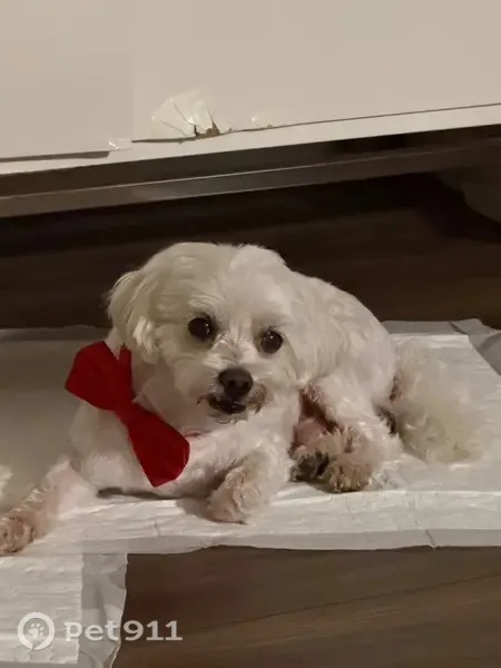 Lost dog, East Slaughter Lane, 1601, Austin — male, white with brown spots - photo