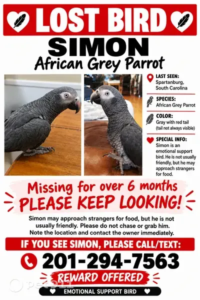 Lost bird, Royal Oak Drive, 508, Spartanburg - photo