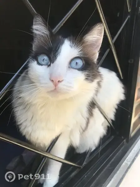 Gato perdido, Rua Castro Avelaens, São Paulo — fêmea, branca com marrom e olho azul - photo