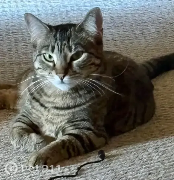 Lost cat, Minerva Street, 2730, Oshkosh — spayed female tabby - photo