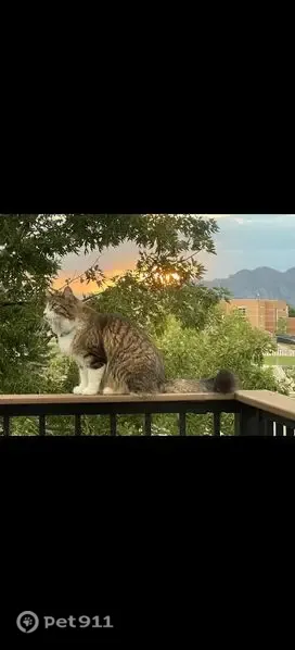 Lost Cat, Cuchara Drive, Colorado, Pueblo — Friendly Male - photo