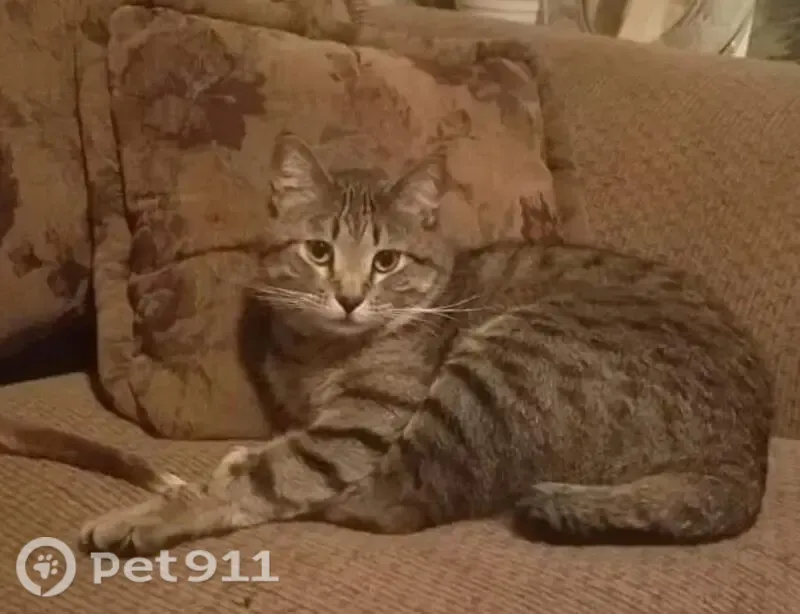 Lost cat, male, Collbran, Colorado, Loveland — half tail and belly spots - photo