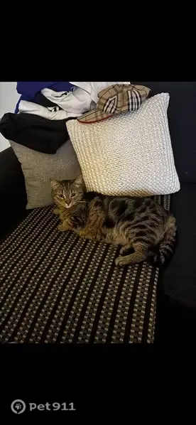 Lost cat, female, Trafalgar Street 20, Mascot — short-haired tabby - photo