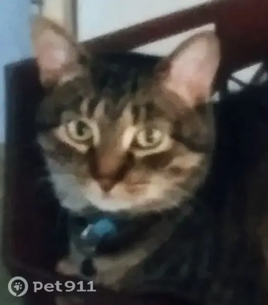 Lost male cat, Streamwood, Illinois, Chicago — neutered with a short tail - photo