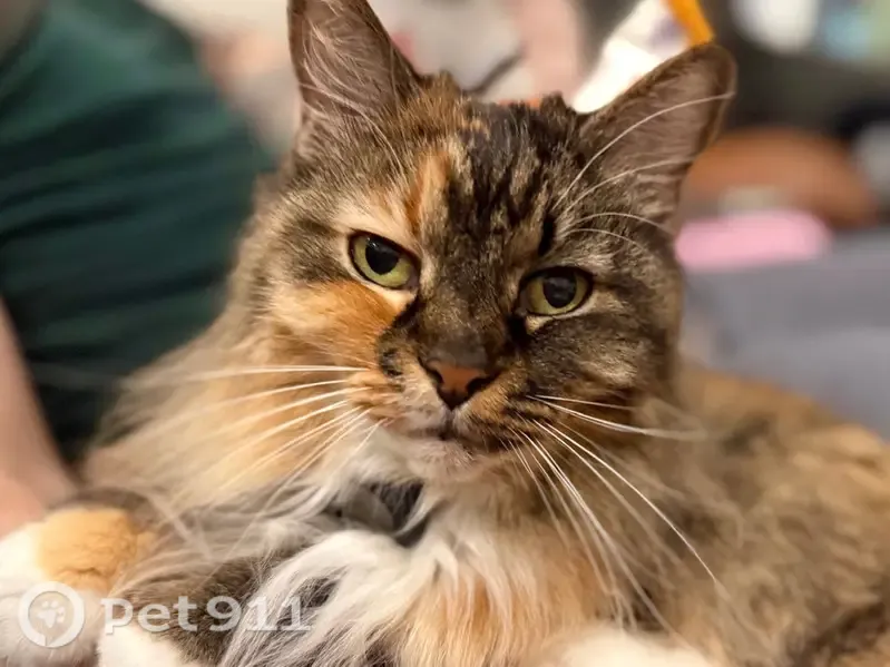 Lost cat, South Davies Road, 419, Lake Stevens — shy calico with white paws - photo