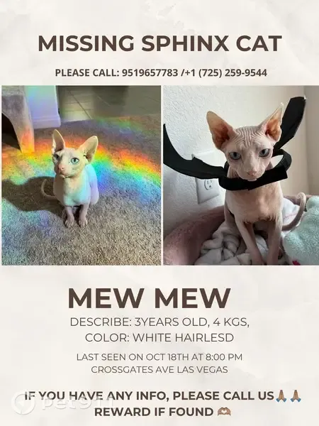 Lost cat, male, West Shelbourne Avenue, 5375, Las Vegas — white and hairless - photo