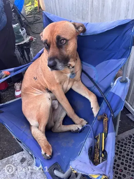 Lost dog, Dallas Avenue South, 8510, Seattle — friendly 5-year-old male - photo