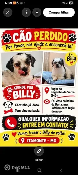 Cachorro perdido, bairro Engenho da Serra, Itamonte — idoso da raça Lhasa - photo