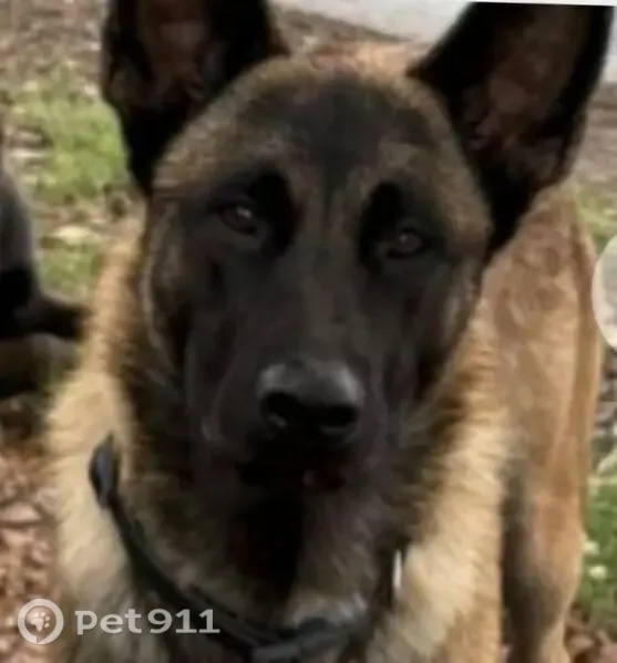 Lost male dog, Paramount, California, Los Angeles — brown and black Belgian Malinois - photo