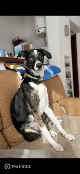Perro perdido, Calle Francisco Diez Martinez, 159, Torrevieja — hembra miedosa, negra con patas blancas - photo