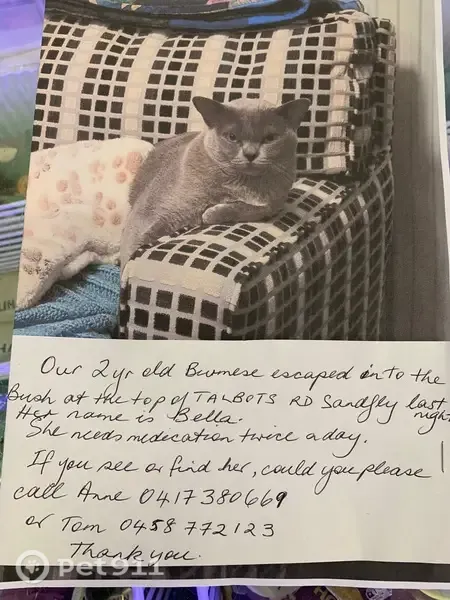 Lost female cat, Talbots Road, 178, Kingborough, Margate — small grey Blue Burmese - photo
