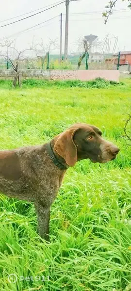Perro perdido, hembra, Antimio de Arriba, Castilla y León, Madrid — Baraca alemán - photo