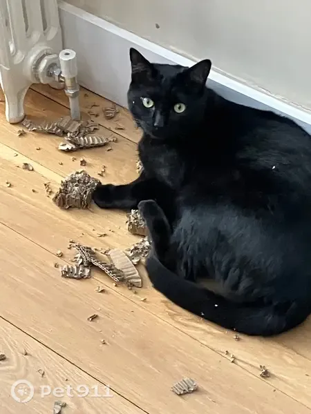 Lost cat, Chaucer Road, England – tubby black male with green eyes - photo