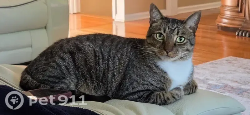 Lost cat, Brookwood Way, 7465, Cumming, Arlington — male gray tabby with green eyes - photo