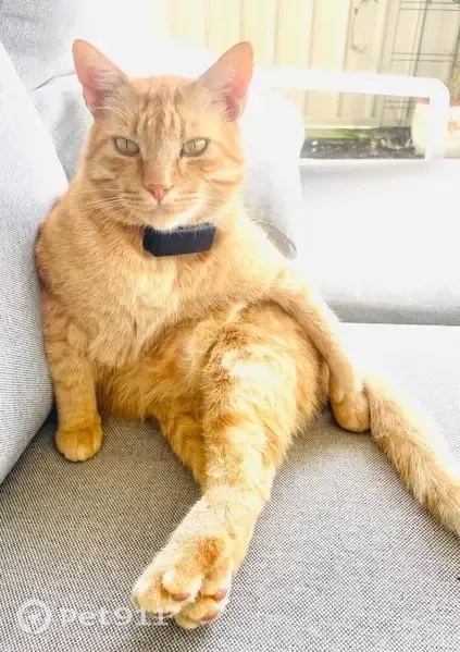 Lost male cat, Old Coast Road, 2743, Mandurah, Strathfield — ginger coat and greeny-yellow eyes - photo