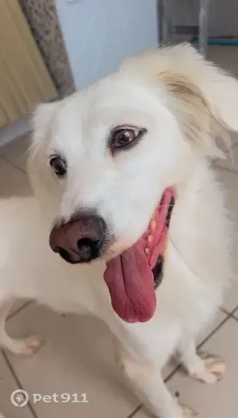 Cachorro perdido, Rua Tucuruvi, 283 — fêmea branca de porte médio - photo