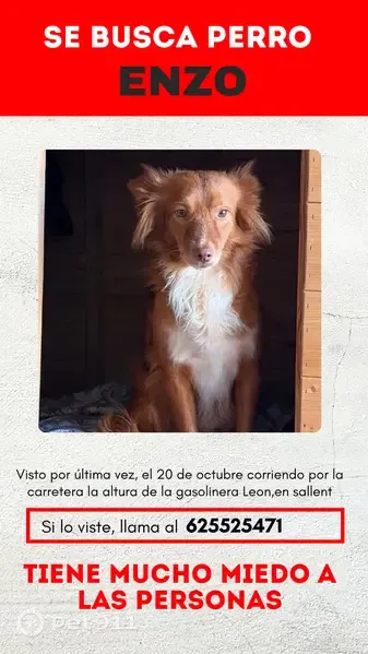 Perro perdido, Carrer 210, 3, Sallent, Manresa — podenco marrón y muy miedoso - photo