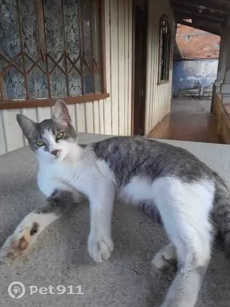 Gato perdido, Rua Coronel José Miró, Ponta Grossa — dócil, cinza com branco, 6 kg - photo