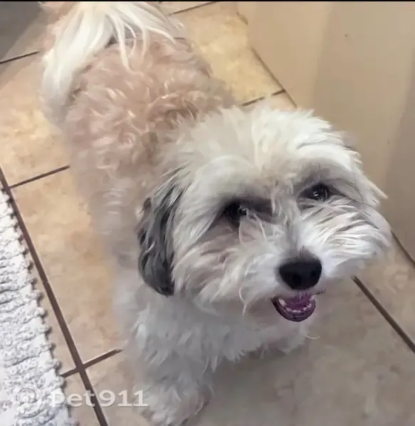Lost Dog, Traditional Way, 4414, Shawnee — small male Yorkie-Poodle mix with black and white collar - photo
