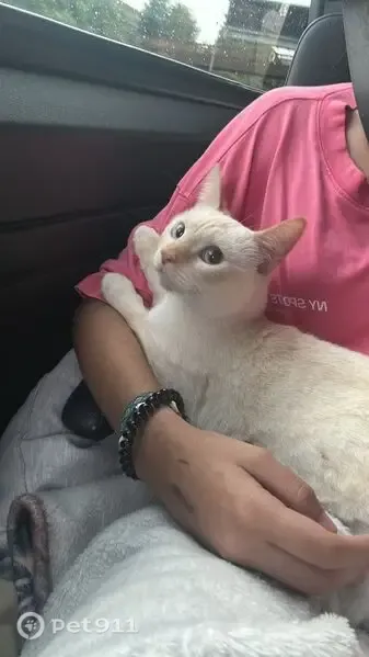 Gato perdido, hembra, Calle de Lucio Anneo Séneca, 23, Oliver-Valdefierro — muy cariñosa - photo