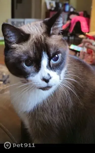 Lost cat, female, Southwest 18th Avenue, 2710, Ocala — brown-and-white Siamese - photo