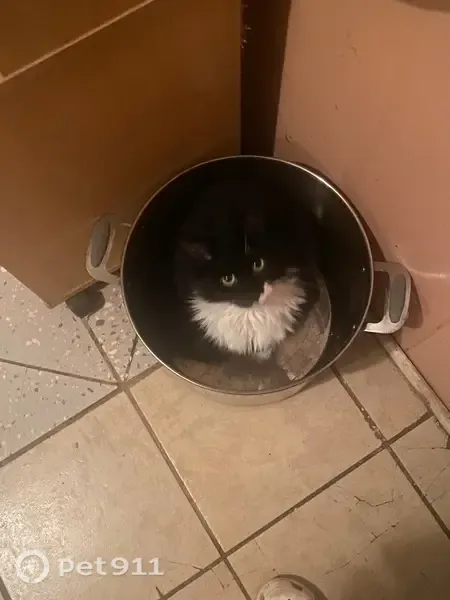 Lost cat, Schuylkill Avenue, Reading, Plymouth Meeting — female tuxedo cat with white paws - photo