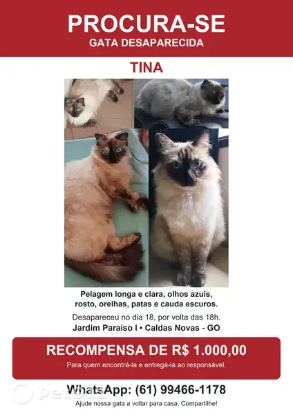 Gato perdido, Rua 5, 722 — fêmea branca com costas, rabo e orelhas cinza - photo