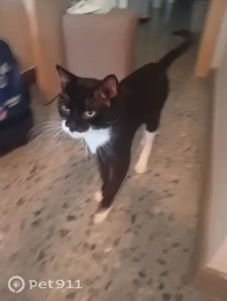 Gato encontrado, macho, Calle Mallorca, Alcantarilla — cariñoso y con patitas blancas - photo