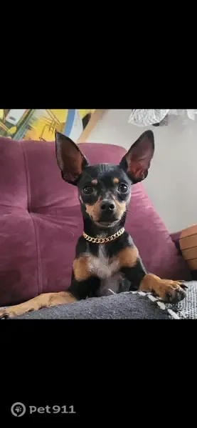 Cachorro perdido, Rua Caçapava, 451 — magrinho e anda tortinho - photo