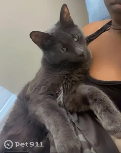 Lost male cat, 23rd Avenue, Sweet Home, Arlington — gray with white on his neck and chest - photo