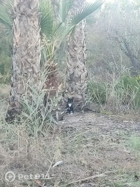 Encontrado gato, Camino de los Millares, 7, Roquetas de Mar — negro con collar marrón - photo