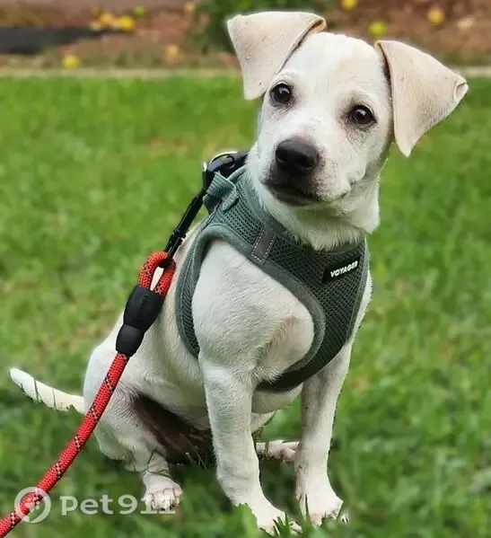 Lost Dog, male, Freeman Avenue, 11864, Hawthorne, Los Angeles — Chihuahua mix with a yellow/beige collar - photo