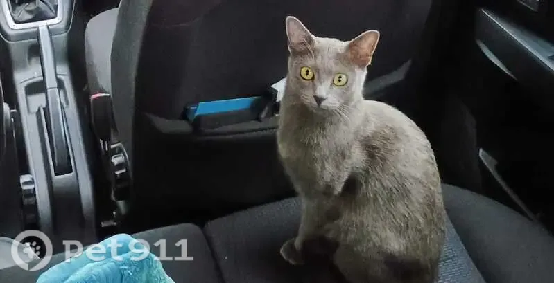 Lost cat, Enslin Road, London — very small female with green/yellow eyes - photo