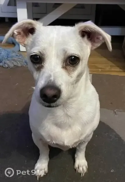 Lost dog, Semillon Crescent, 41, City of Campbelltown, Campbelltown — male - photo
