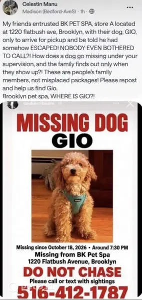 Lost dog, Flatbush Avenue, 1220, Manhattan — male brown mini poodle mix - photo