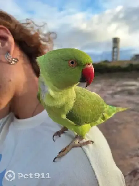 Perdida pássaro, Avenida Visconde do Rio Branco, 2449 — ring neck verde, fêmea, 1 ano - photo