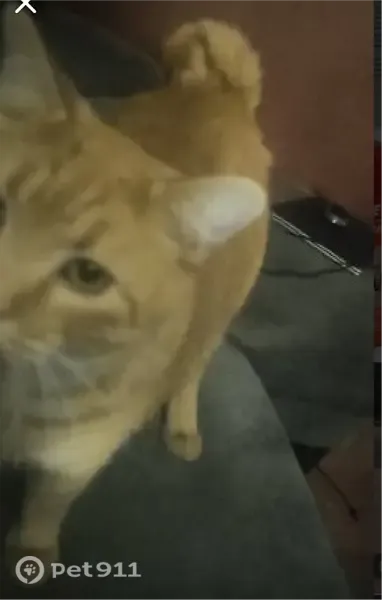 Lost male cat, Station Hill Road, Bandy, Amonate — neutered orange tabby - photo