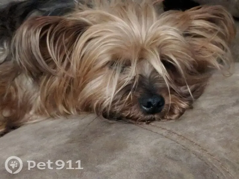 Lost dog, Blue Springs Road, 4717, Cleveland — male with black, tan and blonde coat - photo
