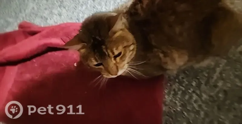 Found female cat, South Lakeshore Drive, 18816, Glenwood, Arlington — appears at random - photo