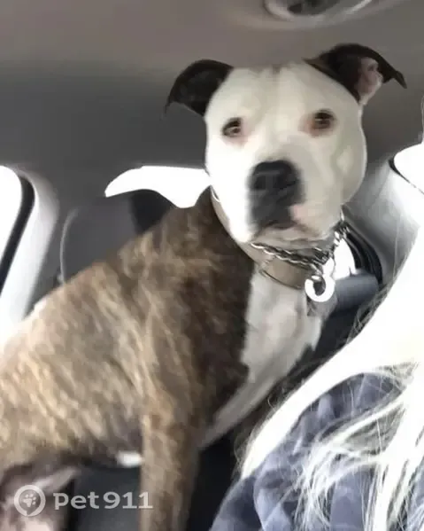 Lost dog, North Springfield Avenue, 1201, Rockford — female with a bad ACL - photo